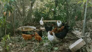 Dans un espace extérieur ombragé et clôturé, des poules et un canard se rassemblent près d'un abreuvoir posé au sol, entourés d'arbres, de plantes et de verdure éparse.