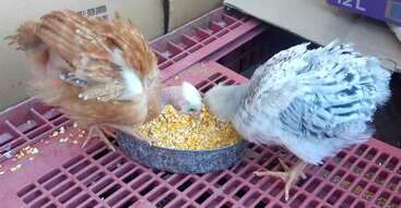 Trois jeunes poulets picorent dans un bol en métal rempli de maïs concassé, debout sur une grille en plastique rouge, avec des cartons en arrière-plan. Ils ont l'air en bonne santé.