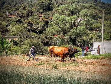 A farmer plows a field using two oxen, surrounded by trees and vegetation, while several people observe nearby, with rural houses in the background.