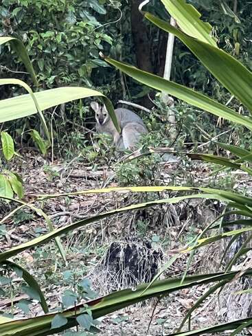 A kangaroo sits quietly amidst dense, green foliage in a forested area, partially hidden by tall plants and leaves, blending naturally into its wild environment.