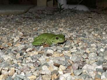A green frog sits on small, multicolored gravel at night. The area appears outdoors, illuminated by a flash, with pipes and plants visible in the background.