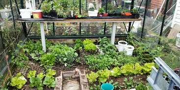 Esta imagen muestra un próspero invernadero con una variedad de verduras de hoja que crecen en camas de tierra. Las herramientas de jardinería, las macetas y los suministros están organizados sobre una mesa de madera.