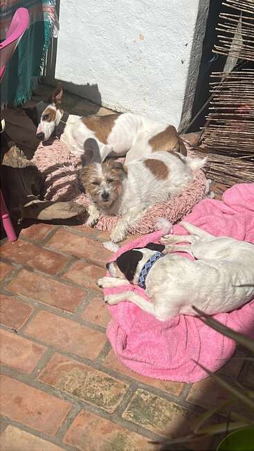 Three small dogs are relaxing on pink blankets and beds, basking in the sunlight on a brick patio next to a white wall and rustic wooden fence.