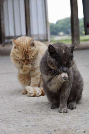 La imagen muestra a dos gatos sentados en una superficie de hormigón, con el gato naranja acicalándose la pata y el gato gris mirándose la pata.