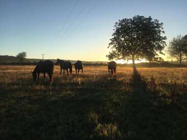 La imagen representa una serena escena de cuatro caballos pastando en un campo al atardecer, con un árbol y líneas eléctricas visibles al fondo.