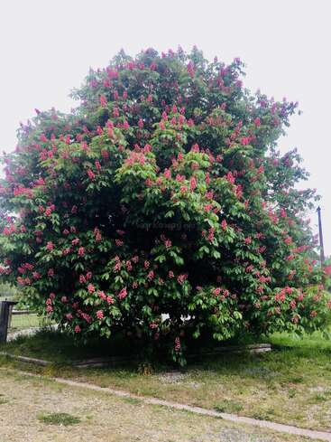 La imagen muestra un gran árbol con flores de color rosa intenso y exuberantes hojas verdes, sobre un cielo gris, rodeado de hierba y una valla al fondo.