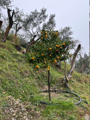 Ein kleiner Orangenbaum mit reifen Früchten steht auf einem grasbewachsenen, abfallenden Hügel. Um ihn herum stehen Olivenbäume, Schläuche und ein wolkenverhangener Himmel.