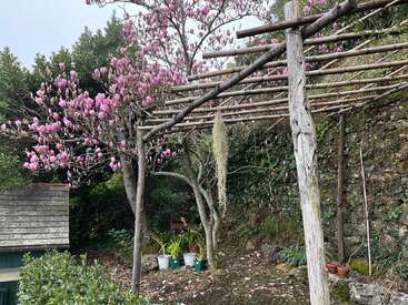 Eine rustikale Pergola aus Holzpfählen steht in einem Garten mit blühenden rosa Magnolienbäumen, Topfpflanzen und einer steinernen Stützmauer im Hintergrund.