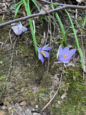 Drei zarte lilafarbene Krokusblüten blühen zwischen grünem Gras und braunen Zweigen auf einem moosigen, erdigen Boden und stehen für die ersten Tage des sanften Frühlings.