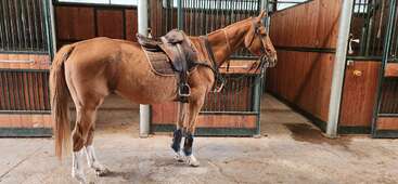 La imagen muestra un caballo con brida y riendas, de pie en una zona vallada, con una persona sujetando las riendas y una valla al fondo. El caballo es marrón y blanco.