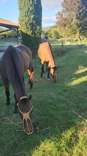 La imagen muestra a dos caballos pastando en una zona de hierba, uno de ellos con ronzal y el otro de pie, rodeados de árboles y un edificio al fondo.