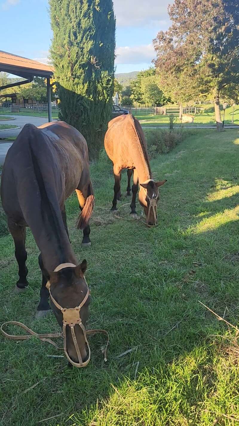 La imagen muestra a dos caballos pastando en una zona de hierba, uno de ellos con ronzal y el otro de pie, rodeados de árboles y un edificio al fondo.