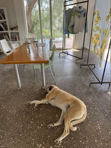 A large tan dog is sleeping on a speckled floor near a table, chairs, and clothing racks in a bright, modern room with large windows.