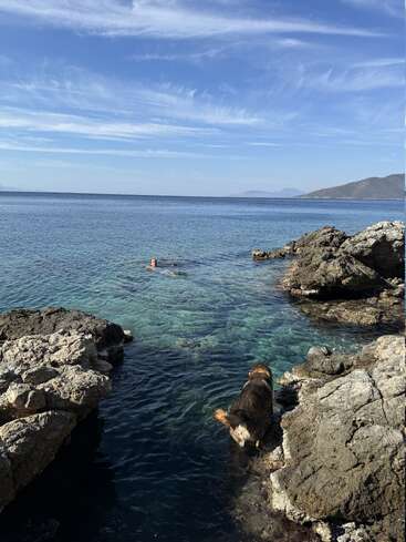 A dog stands on rocky shore, gazing at a person swimming in the clear blue sea. The sky above is bright and beautifully streaked with clouds.