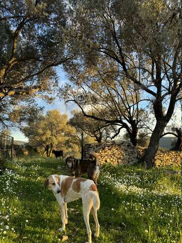 Two dogs stand among wildflowers and green grass under large, sunlit trees. An old stone wall and a third dog are visible in the peaceful background.
