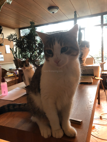 Three cats sit on a wooden table in a cozy, sunlit room with plants, papers, and a computer, creating a peaceful and charming atmosphere.