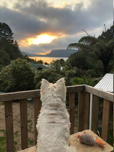 A small white dog sits on a wooden deck, gazing out at a serene lake scene, with a toy nearby, surrounded by trees and a cloudy sky.