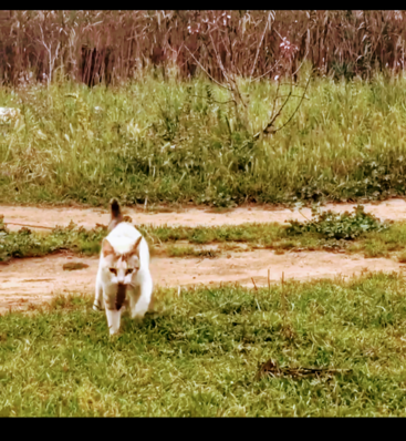 A imagem mostra um gato branco com marcas marrons caminhando por uma área gramada, com um caminho de terra e grama alta ao fundo.