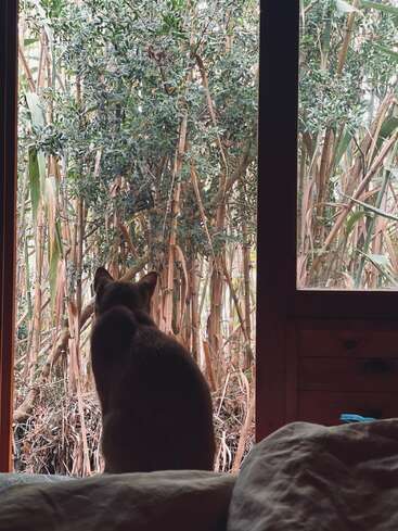 Um gato está sentado no parapeito da janela, olhando para fora, para a vegetação densa e selvagem. A cena transmite uma sensação de paz e contemplação, iluminada pela suave luz natural que entra do exterior.