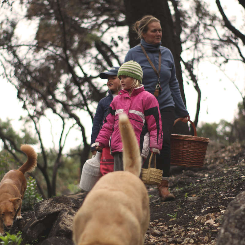 A imagem mostra uma família de três pessoas caminhando em uma área arborizada, acompanhada por dois cães, com a mulher carregando uma cesta e as crianças segurando cestas.