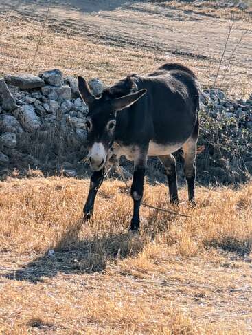 A black donkey with a white muzzle stands on dry, yellow grass near a stone wall, under bright sunlight. The scene looks rural and calm.