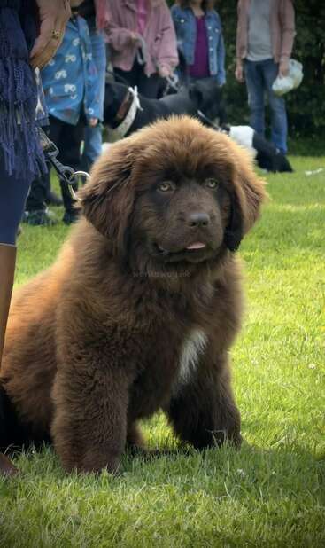 A fluffy brown dog with a white patch sits on grass, leashed, surrounded by people and other dogs at an outdoor event. Its tongue slightly sticks out.