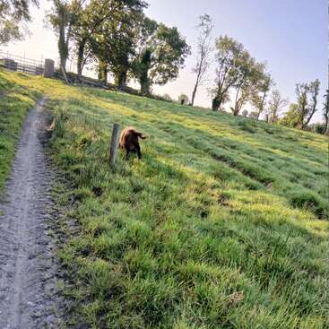 A muddy path runs beside a green grassy field under clear blue sky. A brown dog explores near a wooden post, surrounded by trees in morning sunlight.