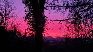 Ein leuchtender Abendhimmel in Rosa- und Violetttönen, vor dem sich hohe Bäume und Äste abzeichnen, schafft eine atemberaubende, ruhige und malerische Naturkulisse.