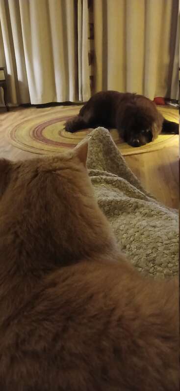 Im Vordergrund sitzt eine flauschige braune Katze, während ein großer Hund auf einem runden Teppich in einem gemütlichen Wohnzimmer mit beigen Vorhängen liegt.