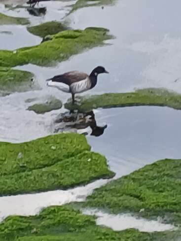 Eine braun-weiße Gans steht auf grünem, moosbewachsenem Boden am Ufer; ihr Spiegelbild ist im ruhigen Wasser zu sehen und schafft eine friedliche Szene.