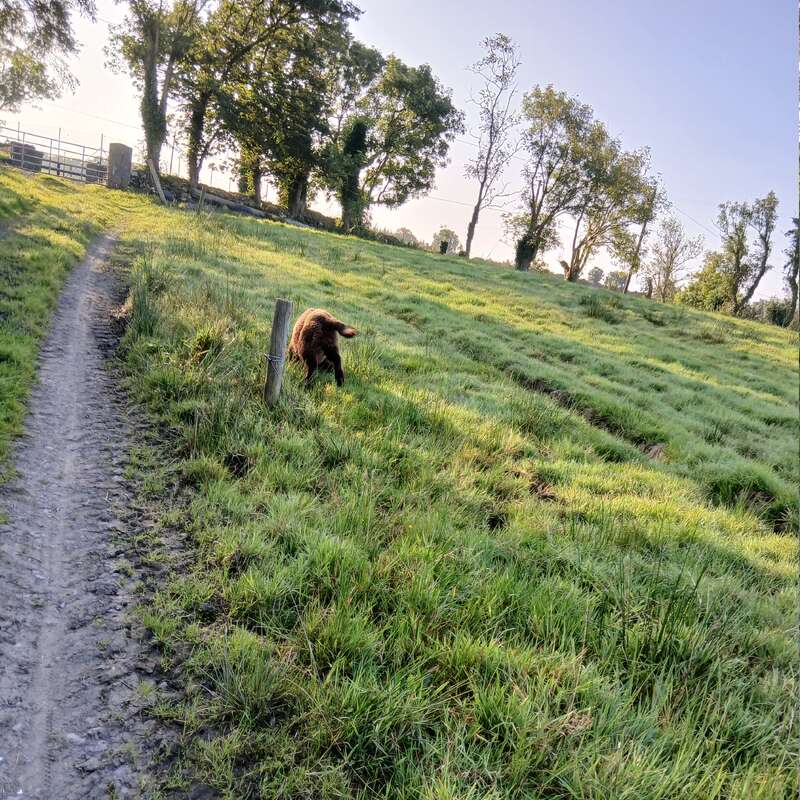A muddy path runs beside a green grassy field under clear blue sky. A brown dog explores near a wooden post, surrounded by trees in morning sunlight.