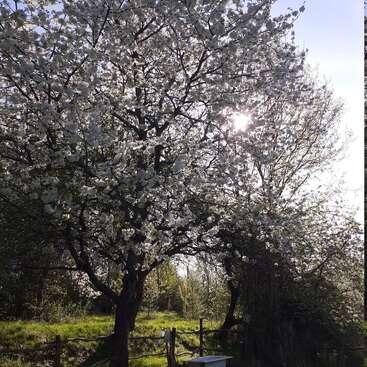 Sunlight shines through blossoming trees covered in white flowers, casting dappled light on green grass below, with a rustic fence and bench adding serene charm.