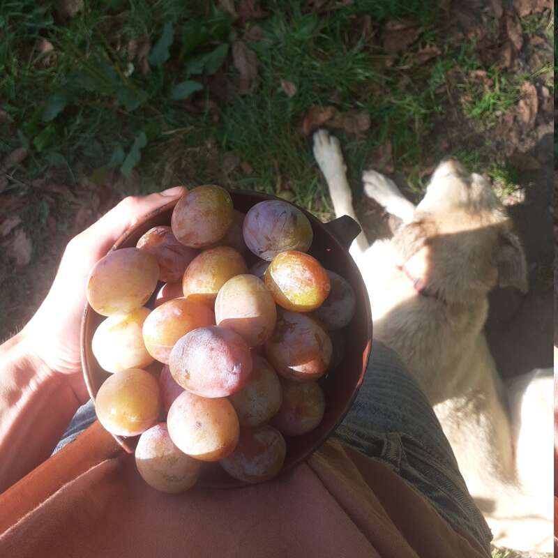 A person holds a bowl full of freshly picked plums while standing outside. A light-colored dog lies on the grass nearby, enjoying the sunlight.