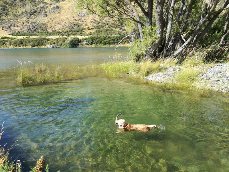 Das Bild zeigt eine ruhige Szene mit einem Hund, der in einem See schwimmt, umgeben von üppigem Grün und einer malerischen Bergkulisse an einem sonnigen Tag.