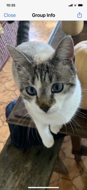 L'image montre un gros plan du visage d'un chat, la bouche ouverte et les dents visibles, sur un fond gris. Le chat regarde directement l'appareil photo.