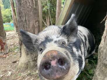 A curious black-and-white pig with a large snout stands close to the camera. It is outdoors among trees, near a wooden shelter, surrounded by nature.