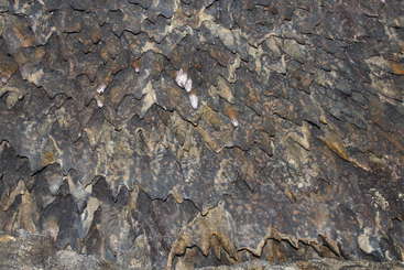 The image depicts a close-up of a rock formation, showcasing its intricate details and textures, with a prominent central vein and smaller veins branching out, likely originating from a geological fault.