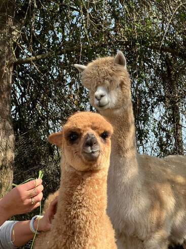Two fluffy alpacas, one with a curly, dense fringe, stand together outside. A hand feeds the front alpaca grass, while sunlight filters through leafy trees.