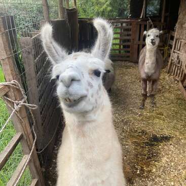 A close-up of a smiling white llama with spotted face stands in front of a pen. Another llama with less fur stands in the background.