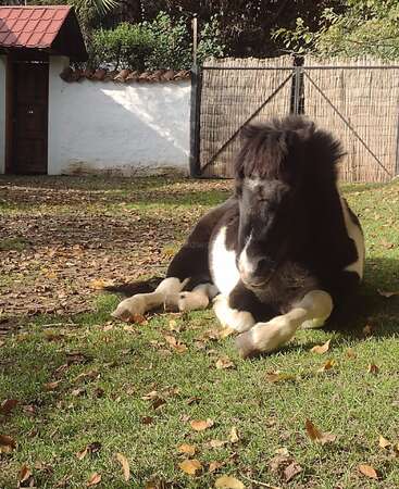 A black and white pony is resting on green grass, surrounded by fallen leaves. There is a white building, a wooden gate, and trees in the background.