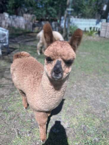 A fluffy brown alpaca stands on green grass, looking directly at the camera. Another alpaca grazes in the background, beside a white wooden fence.
