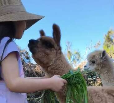 A young girl wearing a hat feeds fresh green grass to two llamas or alpacas outdoors on a sunny day, surrounded by trees and blue sky.