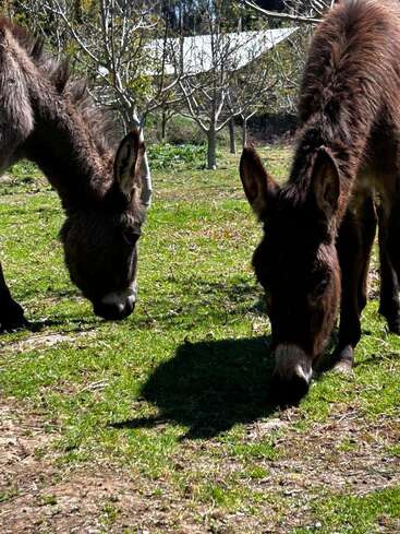Two donkeys with shaggy brown coats graze peacefully on green grass beneath leafless trees, enjoying a sunny day in a quiet, rural outdoor setting.