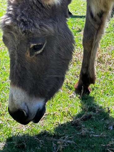 A close-up photograph of a donkey grazing on green grass under bright sunlight. The donkey’s head and front legs are visible, casting a shadow on the ground.
