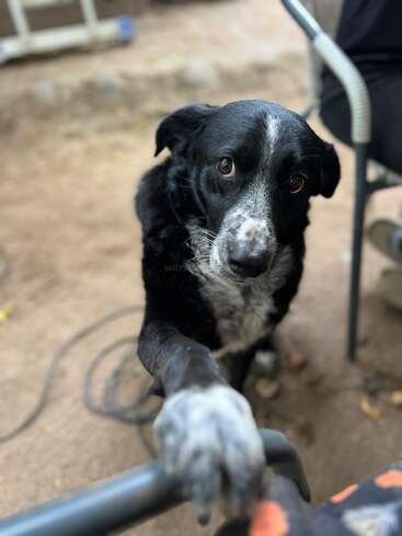 A black and white dog with soulful eyes rests its paw on a chair, looking up lovingly, outdoors on a dirt surface near a seated person.