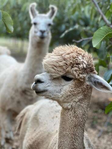 Two alpacas stand among green foliage. The one in front is in sharp focus, showcasing its fluffy, textured fur and calm expression, with another blurred behind.