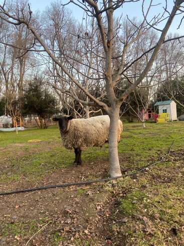Un mouton duveteux au visage noir se tient derrière un arbre sans feuilles dans une cour herbeuse, entouré d'arbres dénudés et de hangars colorés en arrière-plan.