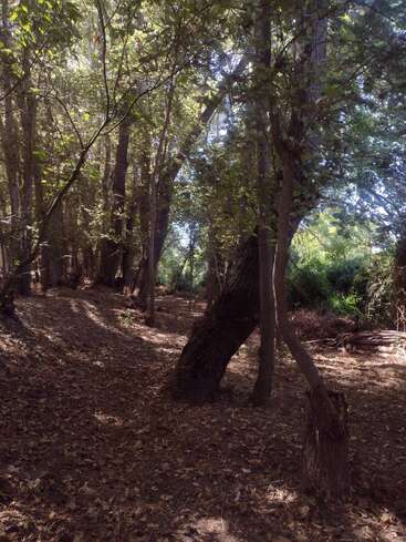 La lumière du soleil filtre à travers les branches d'arbres denses, illuminant un sol forestier paisible couvert de feuilles sèches. Les troncs tordus et le feuillage épais créent une atmosphère boisée paisible.