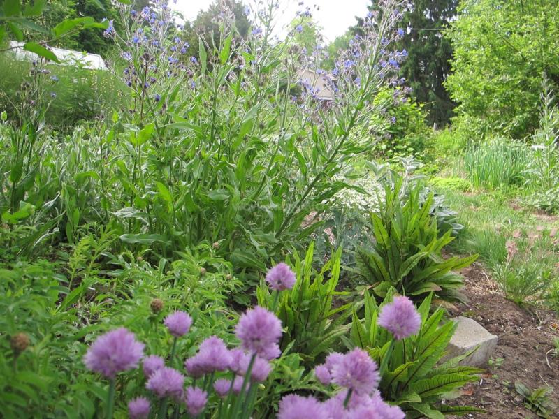 Edible Plant Nursery in rural Ottawa (capital of Canada)