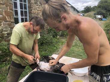 Dos personas se encuentran al aire libre cerca de un edificio de piedra, trabajando juntas para desplumar un ave, probablemente con el fin de prepararla para cocinarla o procesarla sobre una mesa rústica.